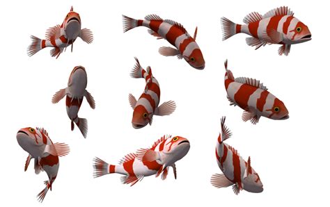 transparent fish|transparent fish species.